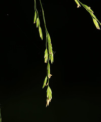 Poa ussuriensis