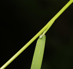 Poa ussuriensis