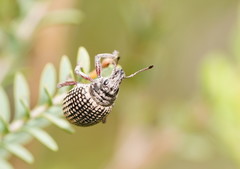 Catasarcus transversalis