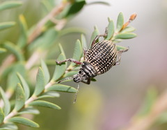Catasarcus transversalis