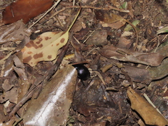 Phelotrupes formosanus