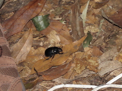 Phelotrupes formosanus