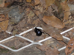 Phelotrupes formosanus