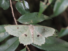 Chlorodontopera discospilata