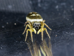 Heliophanus curvidens