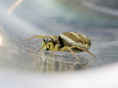 Heliophanus curvidens