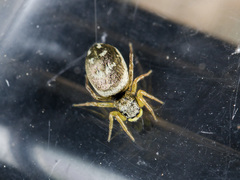 Heliophanus curvidens