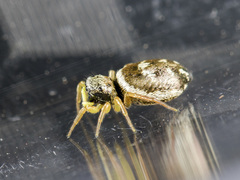 Heliophanus curvidens