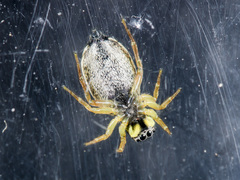 Heliophanus curvidens