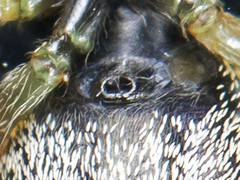 Heliophanus curvidens