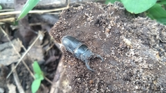 Aegus chelifer nitidus