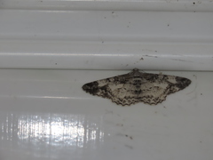 Alcis admissaria