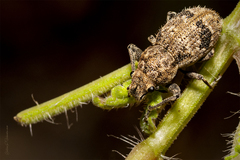 Pantomorus postfasciatus