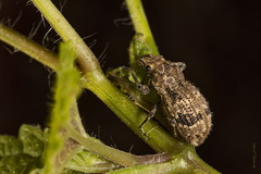 Pantomorus postfasciatus