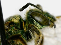 Agapostemon