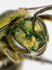 Agapostemon