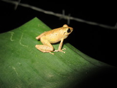 Pristimantis palmeri