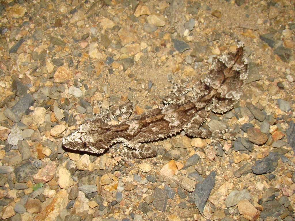 Rough-Throated Leaf-Tail Gecko