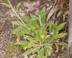 Cynoglossum australe