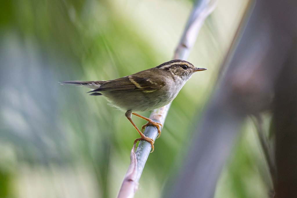 Chinese Leaf Warbler (Phylloscopus yunnanensis) photo