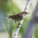 Chinese Leaf Warbler - Photo (c) matthewkwan, some rights reserved (CC BY-ND), uploaded by matthewkwan