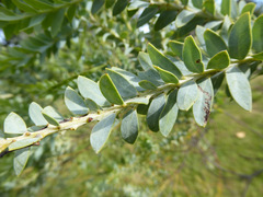 Acacia cultriformis