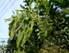 Acacia cultriformis