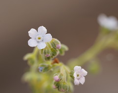 Cynoglossum australe