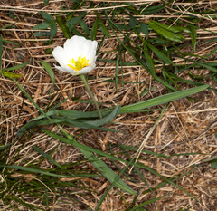 Ranunculus kuepferi