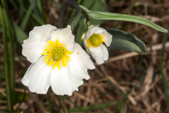 Ranunculus kuepferi