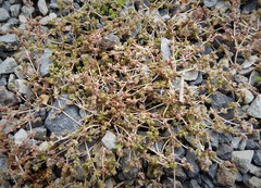 Crassula mataikona