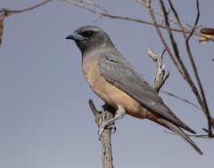 White-Browed Woodswallow photo 2