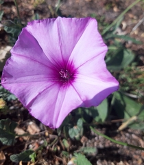 Convolvulus althaeoides althaeoides