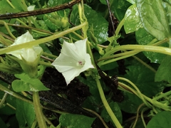 Ipomoea biflora