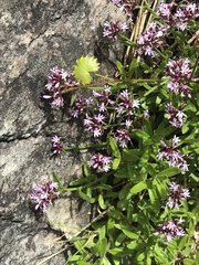 Lobelia jasionoides