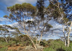 Eucalyptus oleosa oleosa