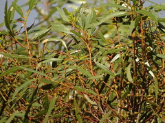 Eucalyptus oleosa oleosa