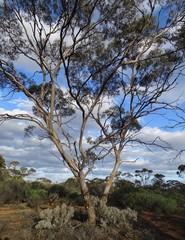 Eucalyptus oleosa oleosa