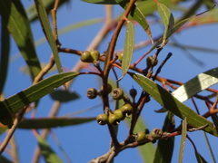 Eucalyptus oleosa oleosa