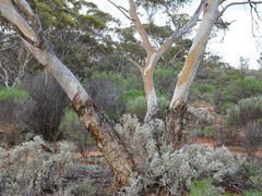 Eucalyptus oleosa oleosa