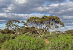 Eucalyptus oleosa oleosa