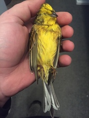 Emberiza citrinella caliginosa