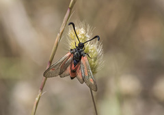 Zygaena sarpedon