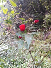 Rubus sumatranus