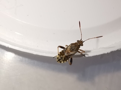 Stictopleurus punctatonervosus