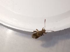 Stictopleurus punctatonervosus