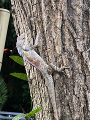 Calotes mystaceus