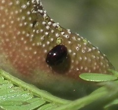 Cephalotelium macowanianum