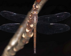 Tholymis citrina