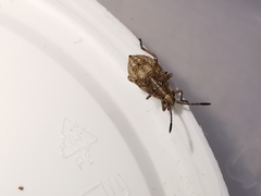 Stictopleurus punctatonervosus